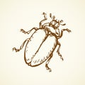 Beetle. Vector drawing