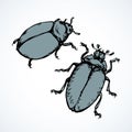 Beetle. Vector drawing