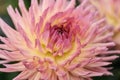 Large Dahlia flower close-up soft coral color. floral texture