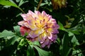 Large Dahlia 'Sagitta' flower with luminous petals, basking in the warmth of the sun