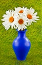 Big ox-eye daisies\' Royalty Free Stock Photo