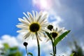 Large daisies in the sun close-up. A wild flower of love on the background of blue sky Royalty Free Stock Photo