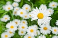 Large daisy Royalty Free Stock Photo