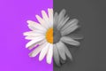 Large daisy closeup on a purple background. Half chamomile in color, half chamomile black and white. The concept of old age Royalty Free Stock Photo