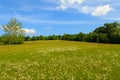 Large Daisy Field Royalty Free Stock Photo