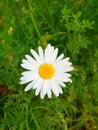 large Daisy Royalty Free Stock Photo