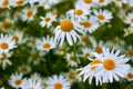 large daisy with lowered petals. Royalty Free Stock Photo