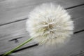 A large dandelion flower on a wooden table. The flower of the Tragopogon is similar to a dandelion. A large seed head of Royalty Free Stock Photo