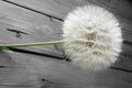 A large dandelion flower on a wooden table. The flower of the Tragopogon is similar to a dandelion. A large seed head of Royalty Free Stock Photo