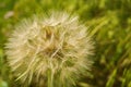 Large Dandelion Gone to Seeds Royalty Free Stock Photo