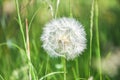 Large dandelion head full of spores ready to pollennate and naturally regenerate the environment