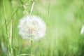 Large dandelion head full of spores ready to pollennate and naturally regenerate the environment