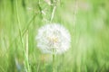 Large dandelion head full of spores ready to pollennate and naturally regenerate the environment