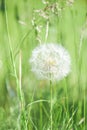 Large dandelion head full of spores ready to pollennate and naturally regenerate the environment