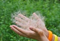 Large dandelion seed in hand Royalty Free Stock Photo