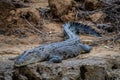 Large dangerous American crocodile crawling on land covered in dirt and dry branches
