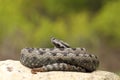 Large dangerous nose horned viper basking on a rock