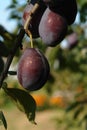 Large dark blue plums of the `Stanley` variety (European prune plum) on a branch in the orchard, close-up Royalty Free Stock Photo