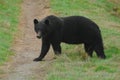 Large Dark Brown Grizzly Bear Walks Across a Grassy Road deep in the British Columbia wilderness