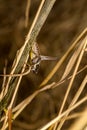 Large Dark Bush-cricket Pholidoptera femorata close-up Royalty Free Stock Photo