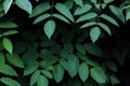 Large dark green shrub leaves on dark background