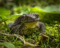 Large dark green toad