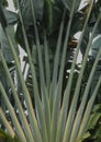 Tropical dark green palm tree leaves and foliage background