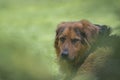 Large dark haired dog in the outdoors Royalty Free Stock Photo