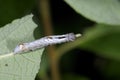 Large dark prominent, notodonta torva