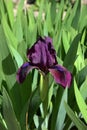 A large dark purple iris flower grows in the garden. The background is very blurred Royalty Free Stock Photo
