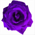 Large dark purple rose with white background Royalty Free Stock Photo