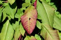 Large dark red and green leaves background texture of Pokeweed or Phytolacca americana poisonous herbaceous perennial plant