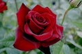 Large dark red rose with black veins on the petals.