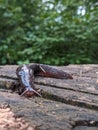 A large dark slimy slug is slowly moving along wooden boards in the garden. Royalty Free Stock Photo