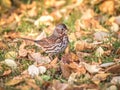 Red Fox Sparrow in Alaska