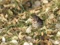 Red Fox Sparrow in Alaska