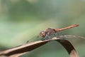 A large darter dragonfly with a red abdomen sits on a dry reed leaf. The background is green. The sun is Royalty Free Stock Photo