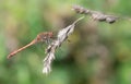 A large darter dragonfly with a red abdomen sits on a dry wild plant. The background is green. The sun is