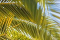 Large date palm leaves are yellow-green in backlight against the sky Royalty Free Stock Photo