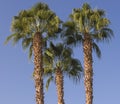 Large date palm tree abstract view looking to the sky Royalty Free Stock Photo