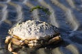 Large Dead Crab with Barnacles Close Up