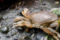 Large Dead Crab Close Up Royalty Free Stock Photo