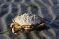 Large Dead Crab Covered in Barnacles