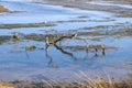 A large dead tree branch in the marshy swampy lagoon water surrounded by dry brush at Malibu Lagoon Royalty Free Stock Photo