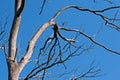 LARGE DEAD TREE WITH GREY BRANCHES AND TRUNK AGAINST BLUE SKY