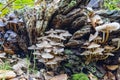 A large dead tree stump with both Fraaisteelmycena or clustered bonnet and Bundelmycena or late-season bonnet