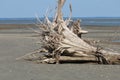 Dead tree stump on sandy beach Royalty Free Stock Photo