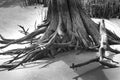 A dead tree trunk on a sandy beach.