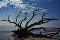 Large deadwood tree on the beach at Jekyll Island, GA.