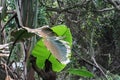 LARGE DECAYING BROWN LEAF IN A SUBTROPICAL FOREST